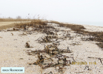 коса Ясенская_1064+
