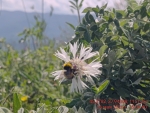 6_Псефеллюс наклоненный_346_26.05.26