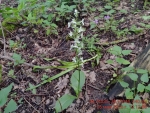 7_Любка зеленоцветковая_346_26.05.26