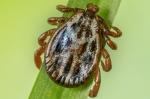 Dermacentor marginatus