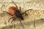 Ixodes_ricinus_wwalas